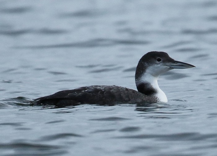 Great Northern Diver