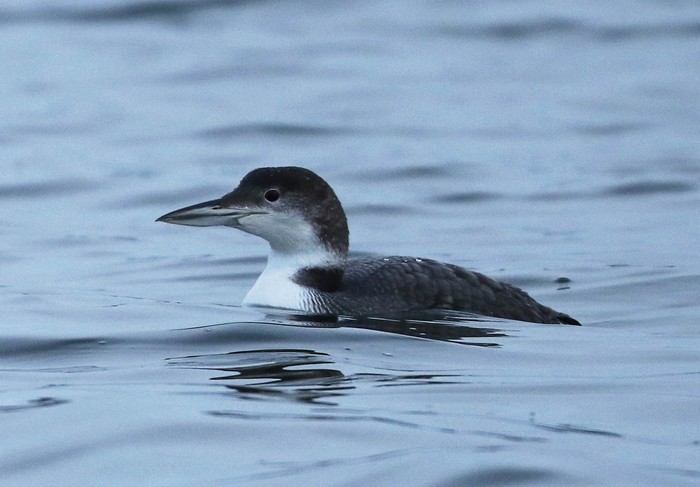 Great Northern Diver