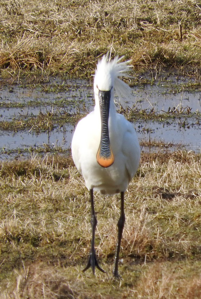 Spoonbill