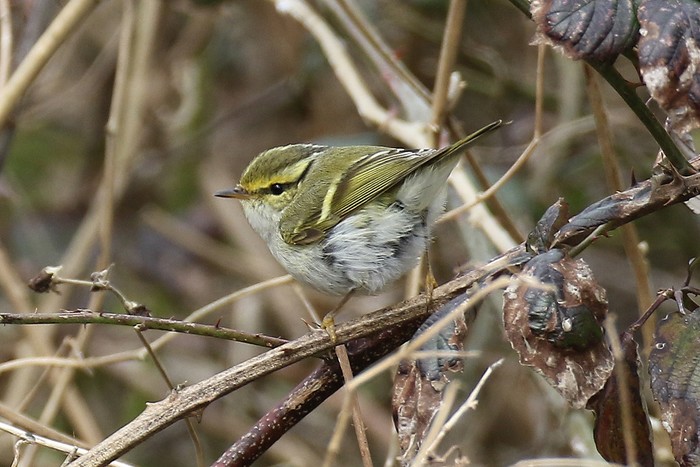 Pallas's Warbler