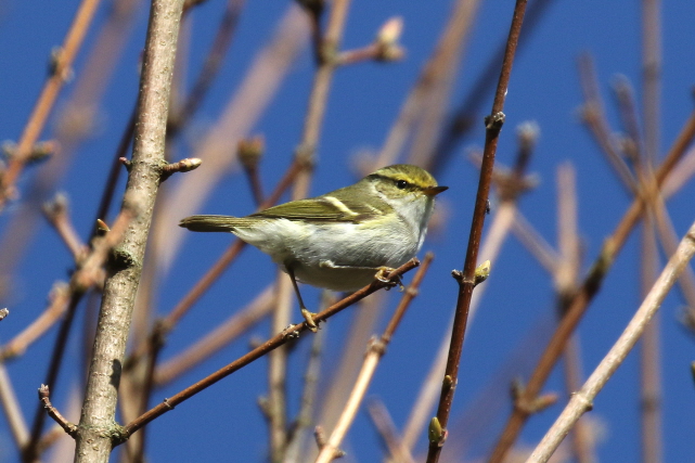 Pallas's Warbler