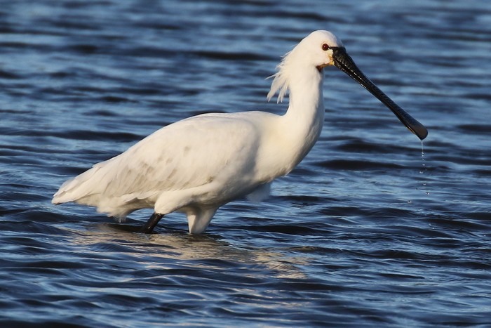 Spoonbill