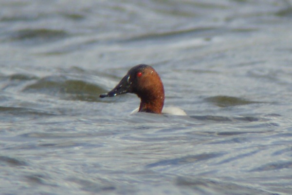 Canvasback