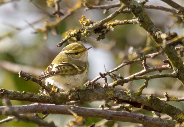 Pallas's Warbler