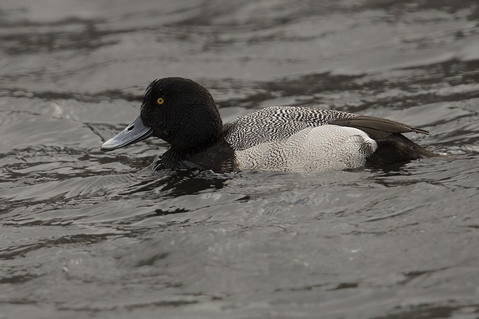 Lesser Scaup