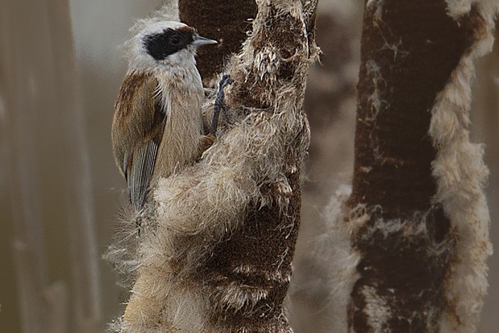 Penduline Tit