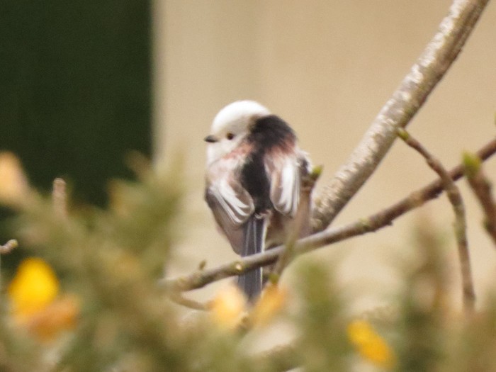 Northern Long-tailed Tit