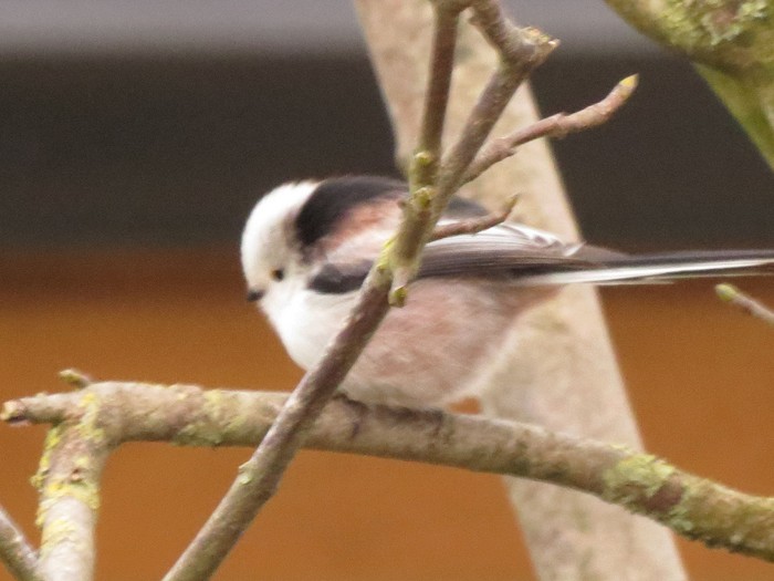 Northern Long-tailed Tit
