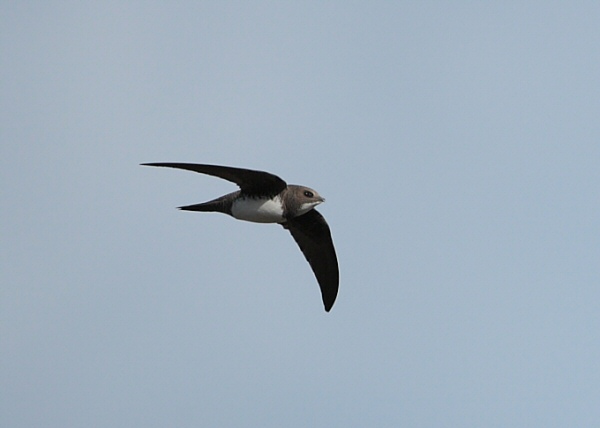 Alpine Swift