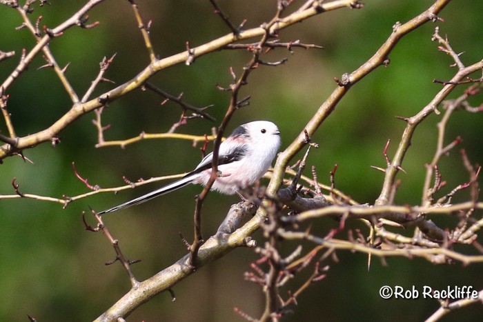 Northern Long-tailed Tit