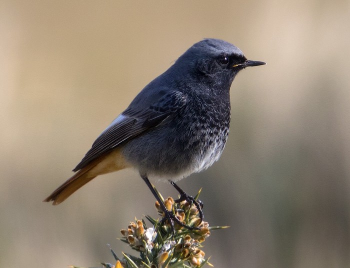 Black Redstart