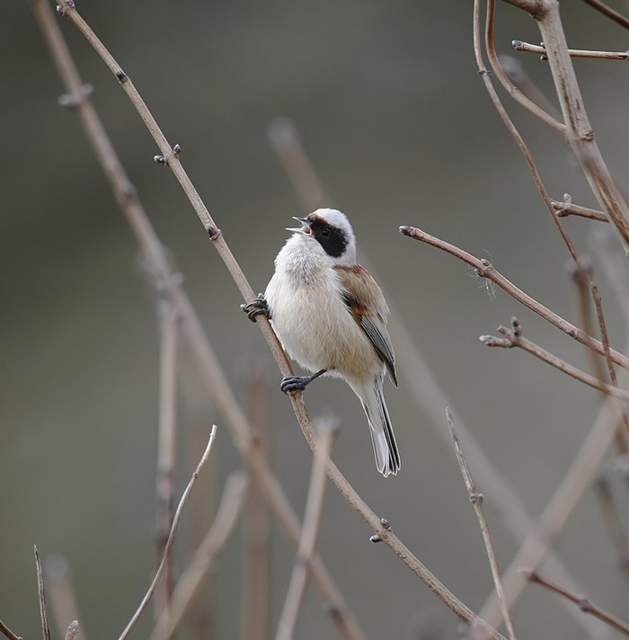 Penduline Tit