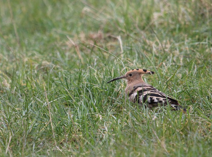 Hoopoe