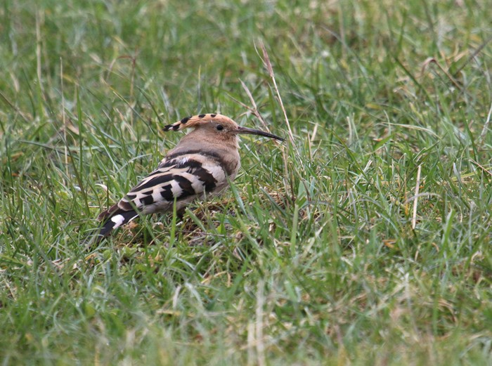 Hoopoe