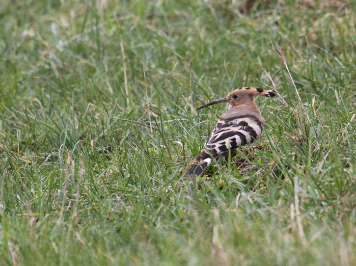 Hoopoe