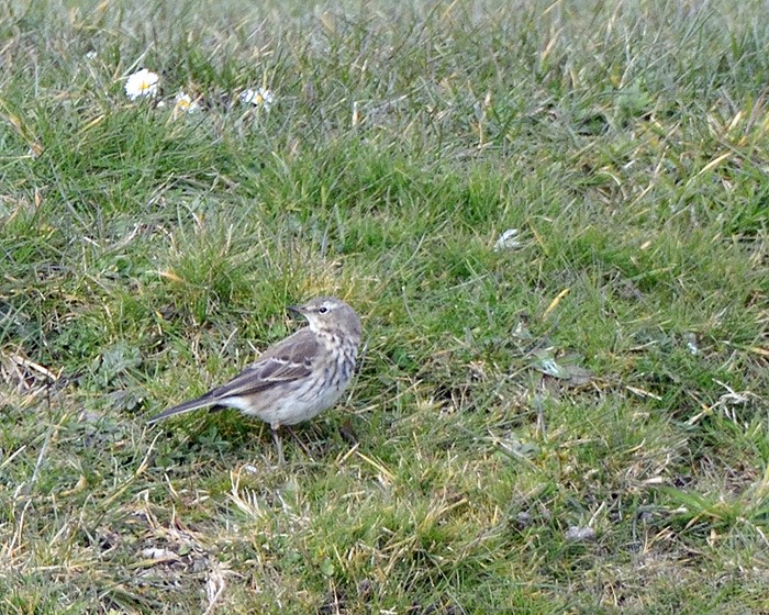 Water Pipit
