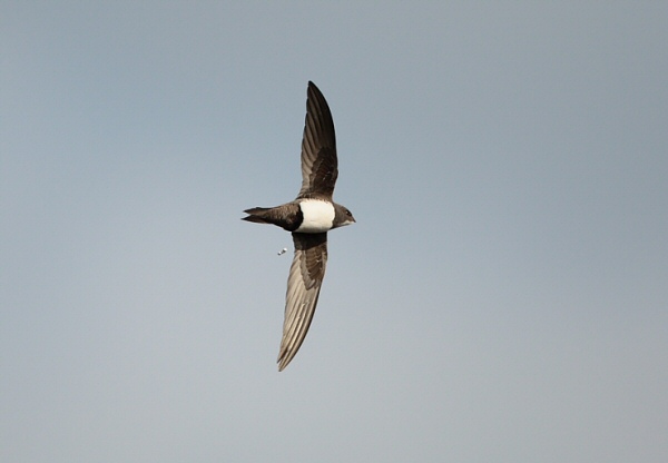 Alpine Swift