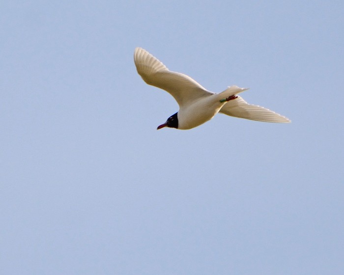 Mediterranean Gull