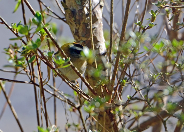 Firecrest
