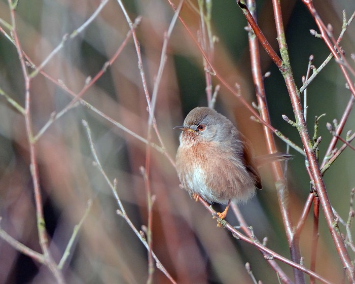 Dartford Warbler