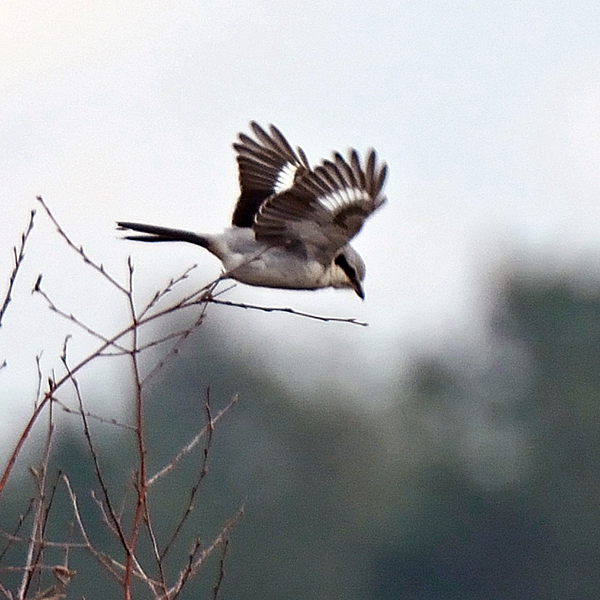 Great Grey Shrike