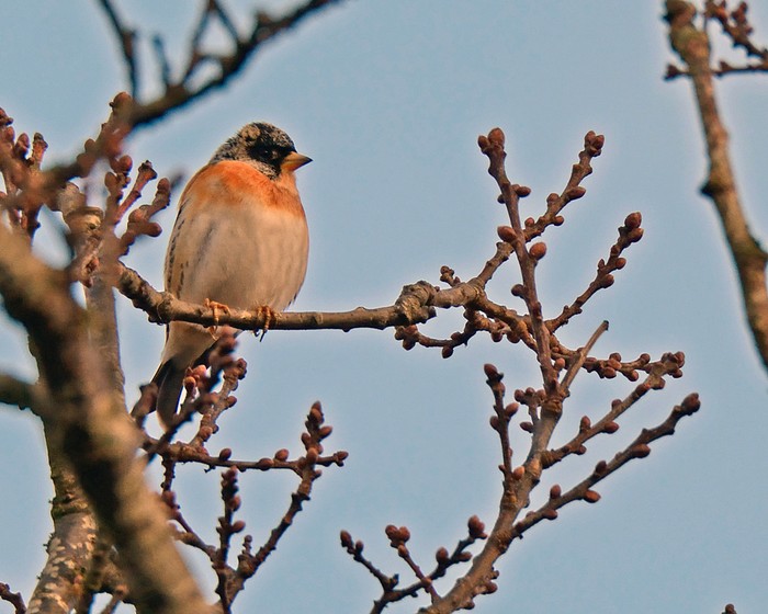 Brambling