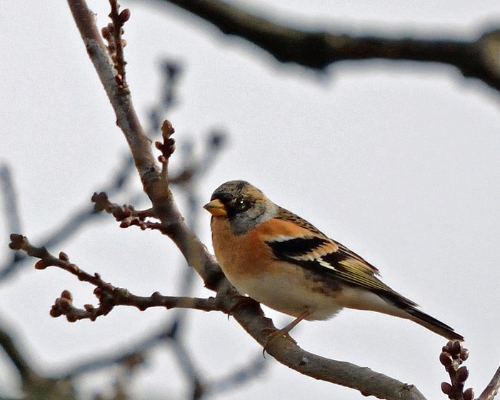 Brambling