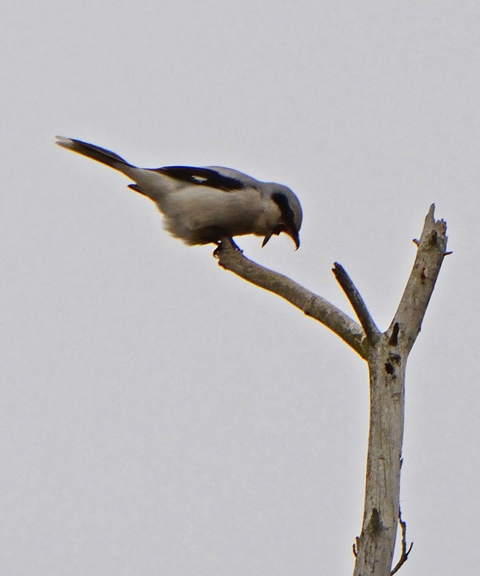 Great Grey Shrike