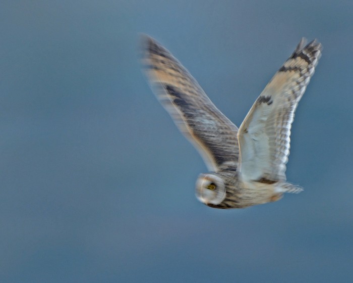 Short-eared Owl
