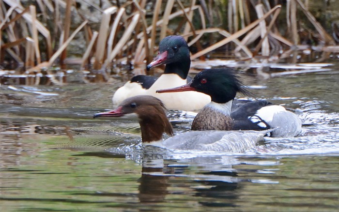 Red-breasted Merganser