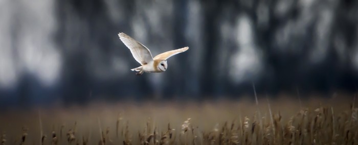 Barn owl