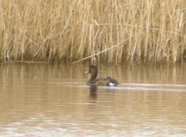 Ferruginous Duck
