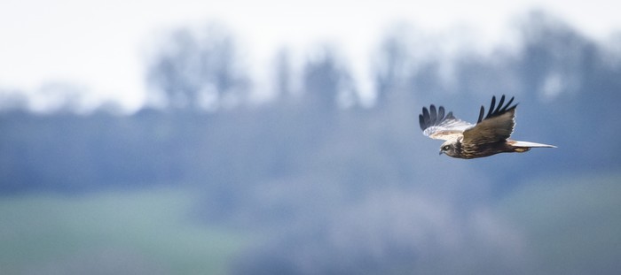 Marsh harrier