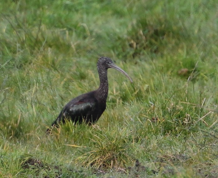 Glossy Ibis