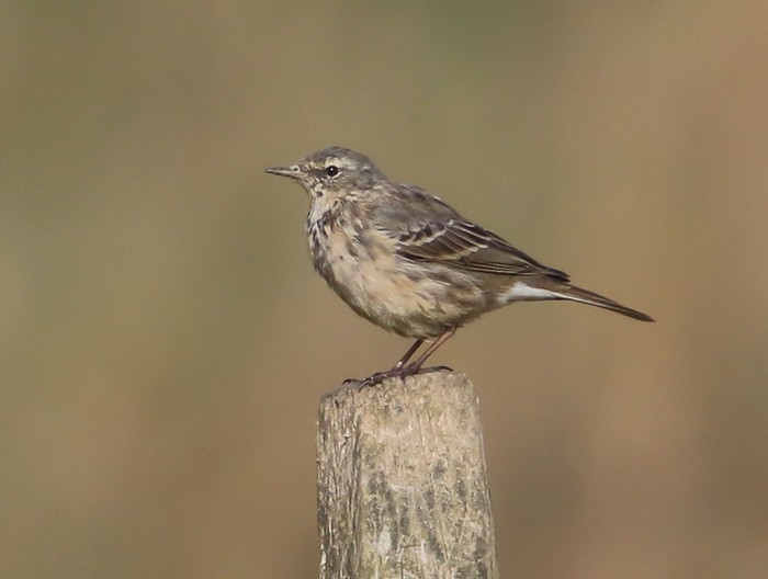 Scandinavian Rock Pipit