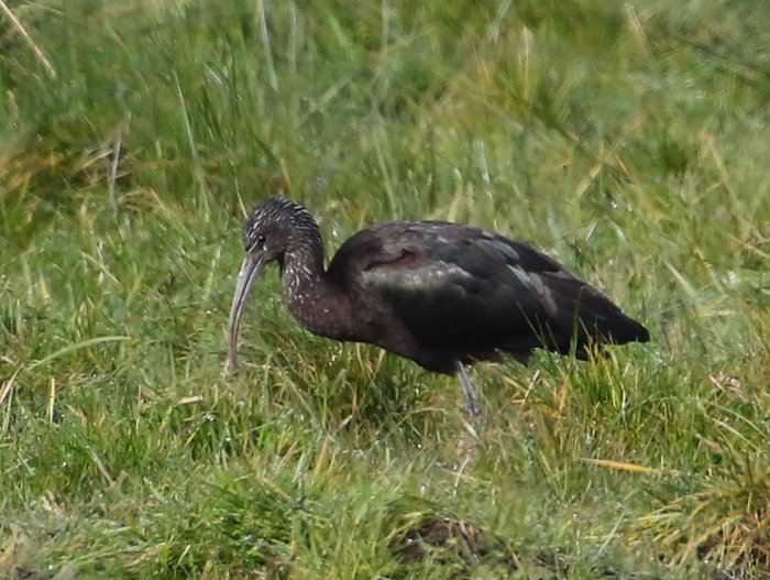 Glossy Ibis