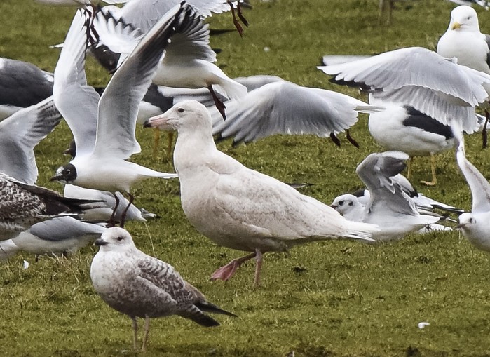 Glaucous Gull