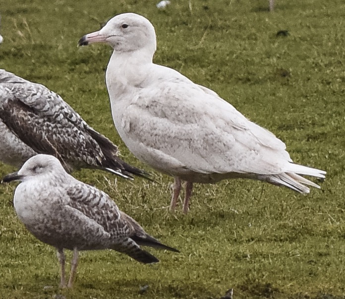 Glaucous Gull