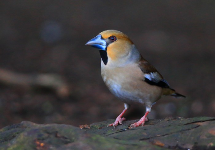 Hawfinch