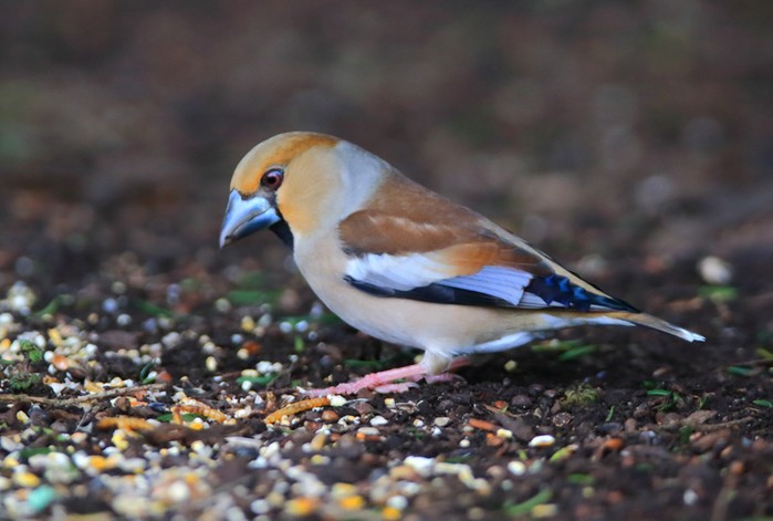 Hawfinch