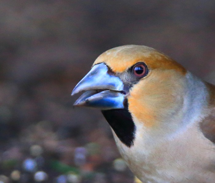 Hawfinch
