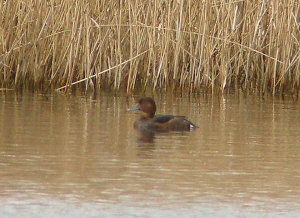 Ferruginous Duck