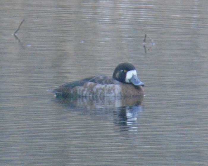 Scaup