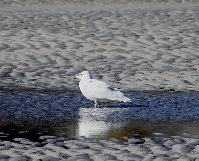 Glaucous Gull