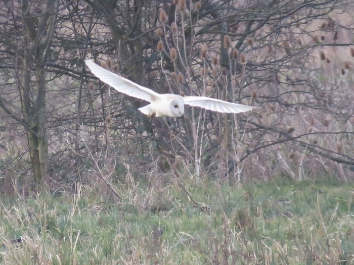Barn Owl