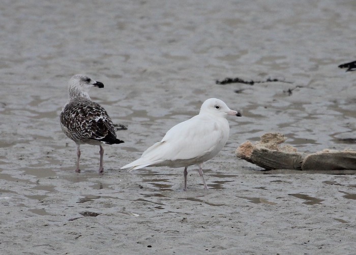 Glaucous Gull