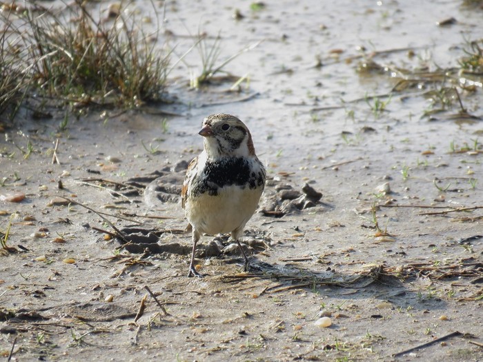 Lapland Bunting