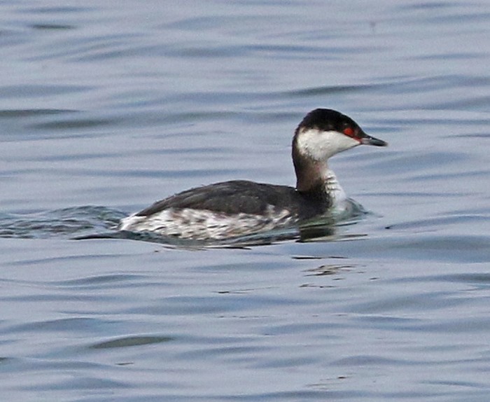 Slavonian Grebe