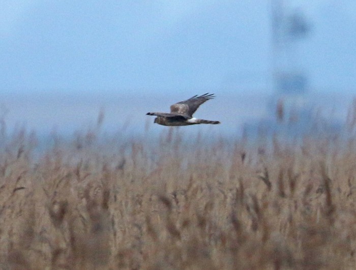 Hen Harrier