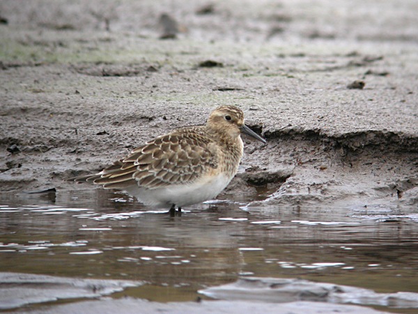 Baird's Sandpiper